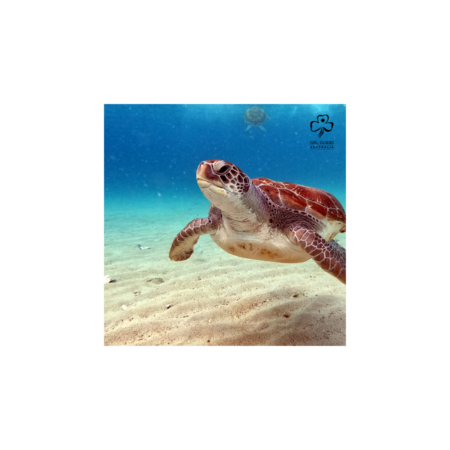 Program Resources
